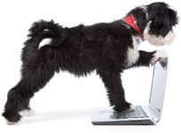 dog looking over computer with one paw on the keyboard