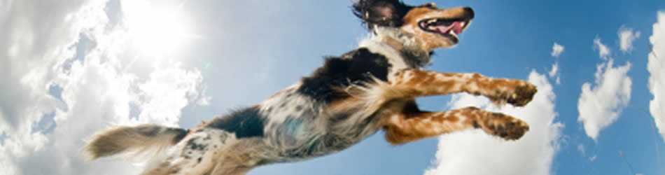 dog jumping for joy