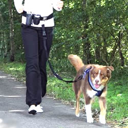 Trixie hands free waist belt dog lead