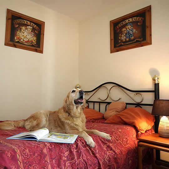 Canine Country Club Luxury dog hotel suite at the Canine Country Club