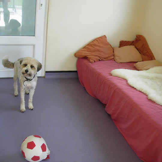 Canine Country Club Dog Hotel Suite Luxury dog hotel suite at the Canine Country Club