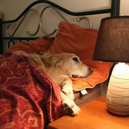 Canine Country Club Bedtime at the Canine Country Club UK