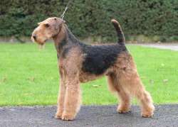 Click for a tour and more details... Haven Boarding Kennels Boarding Kennels in Ashford Kent