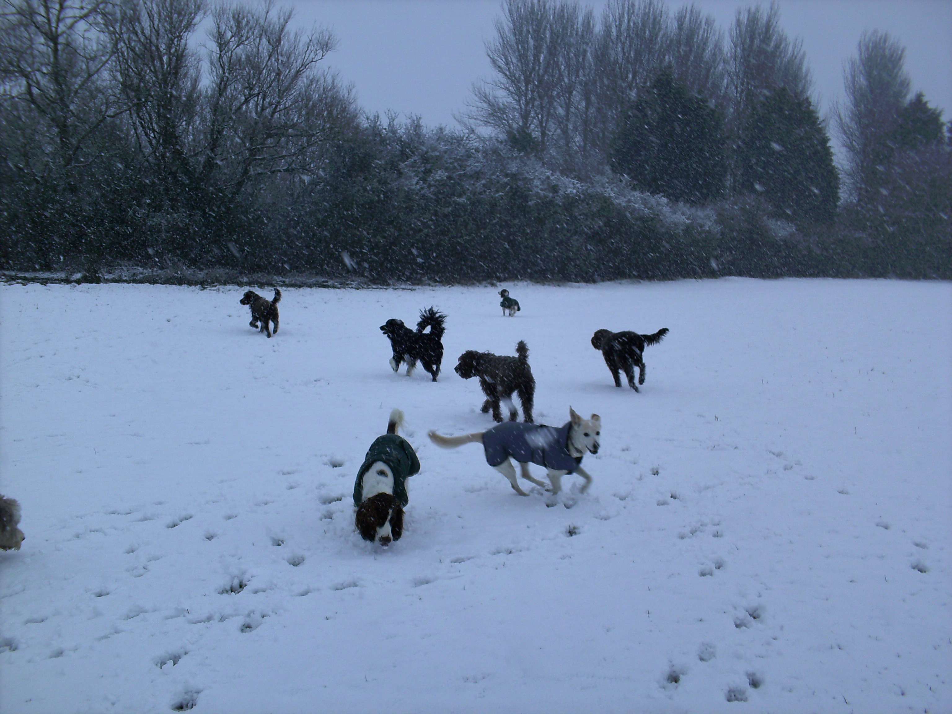 Kennel Cough Group Dog Walks Kennel Cough Group Dog Walks