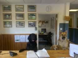 Giant Dog Pictures
