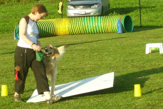 Dog Kennels Bowmanville Ontario Dog Kennels Bowmanville Ontario