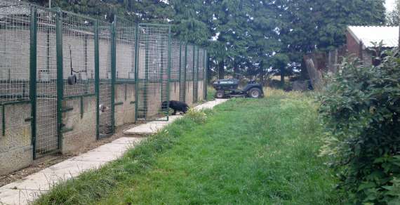 kennels building