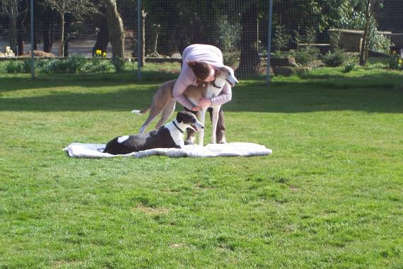 boarding kennels
