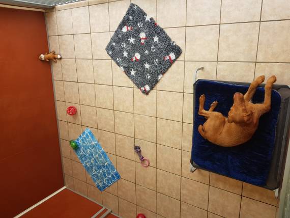 kennels exercise