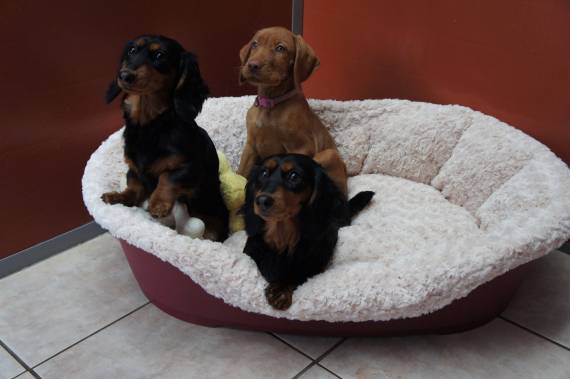dog kennels services