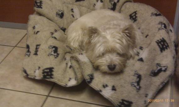 dogs with special needs