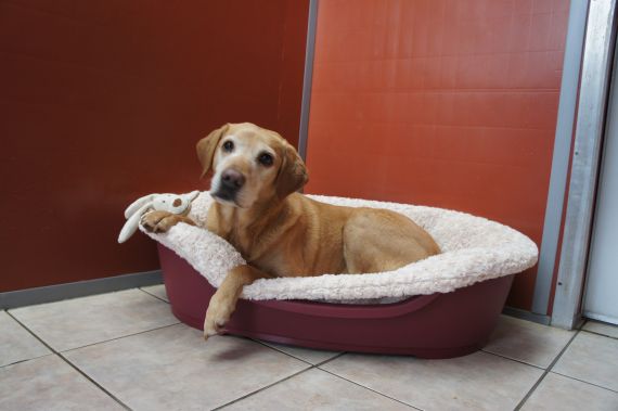 dog welfare in kennels