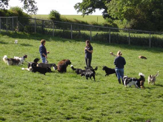 boarding kennels