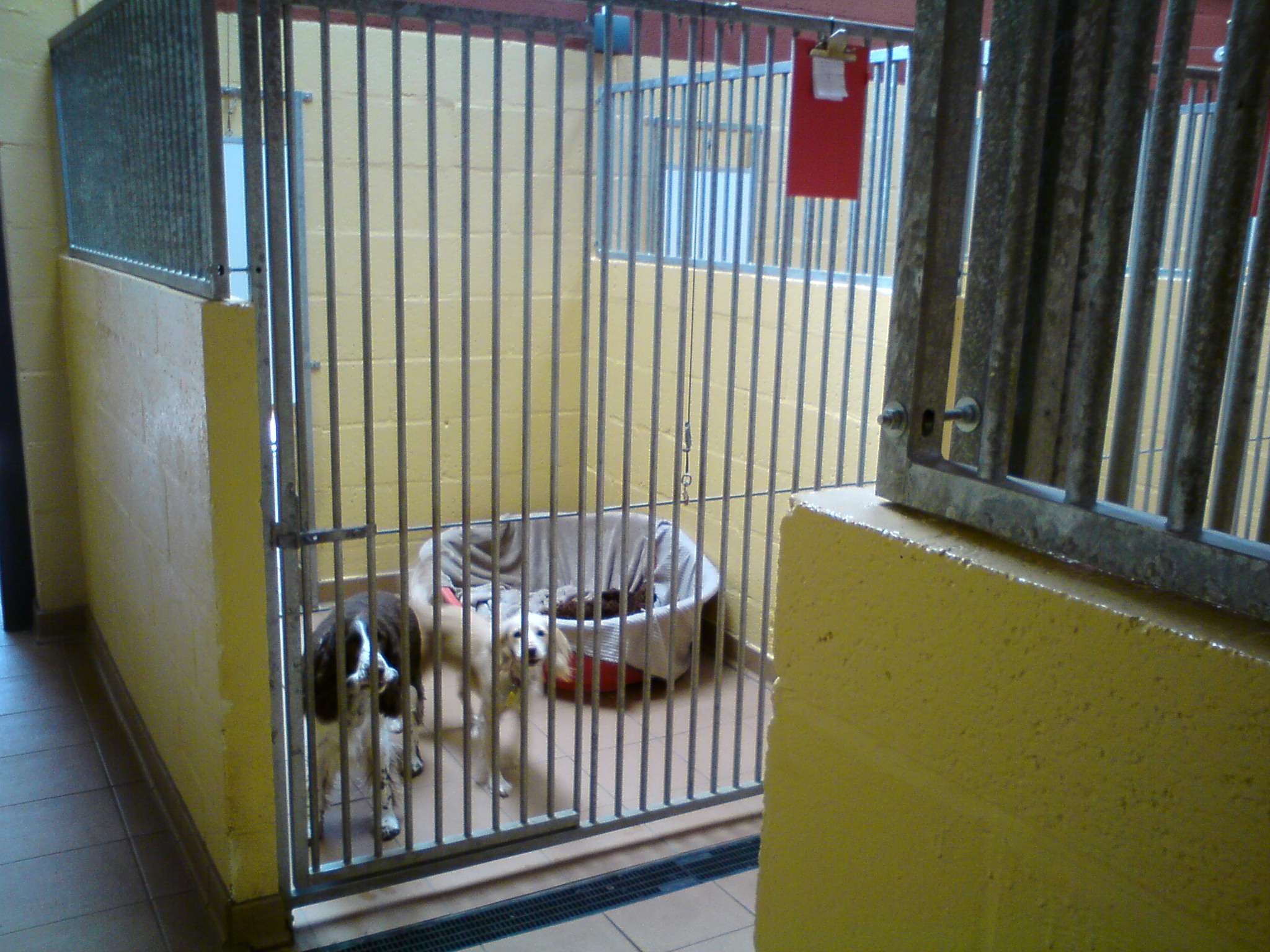 Bk kennels discount