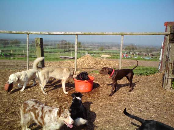 dog kennels services