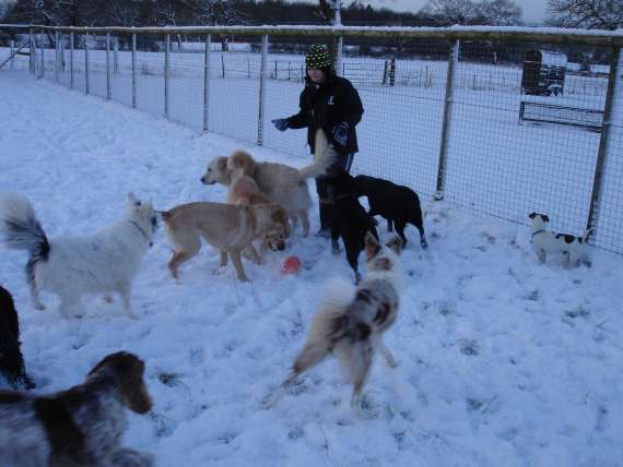 dog welfare in kennels