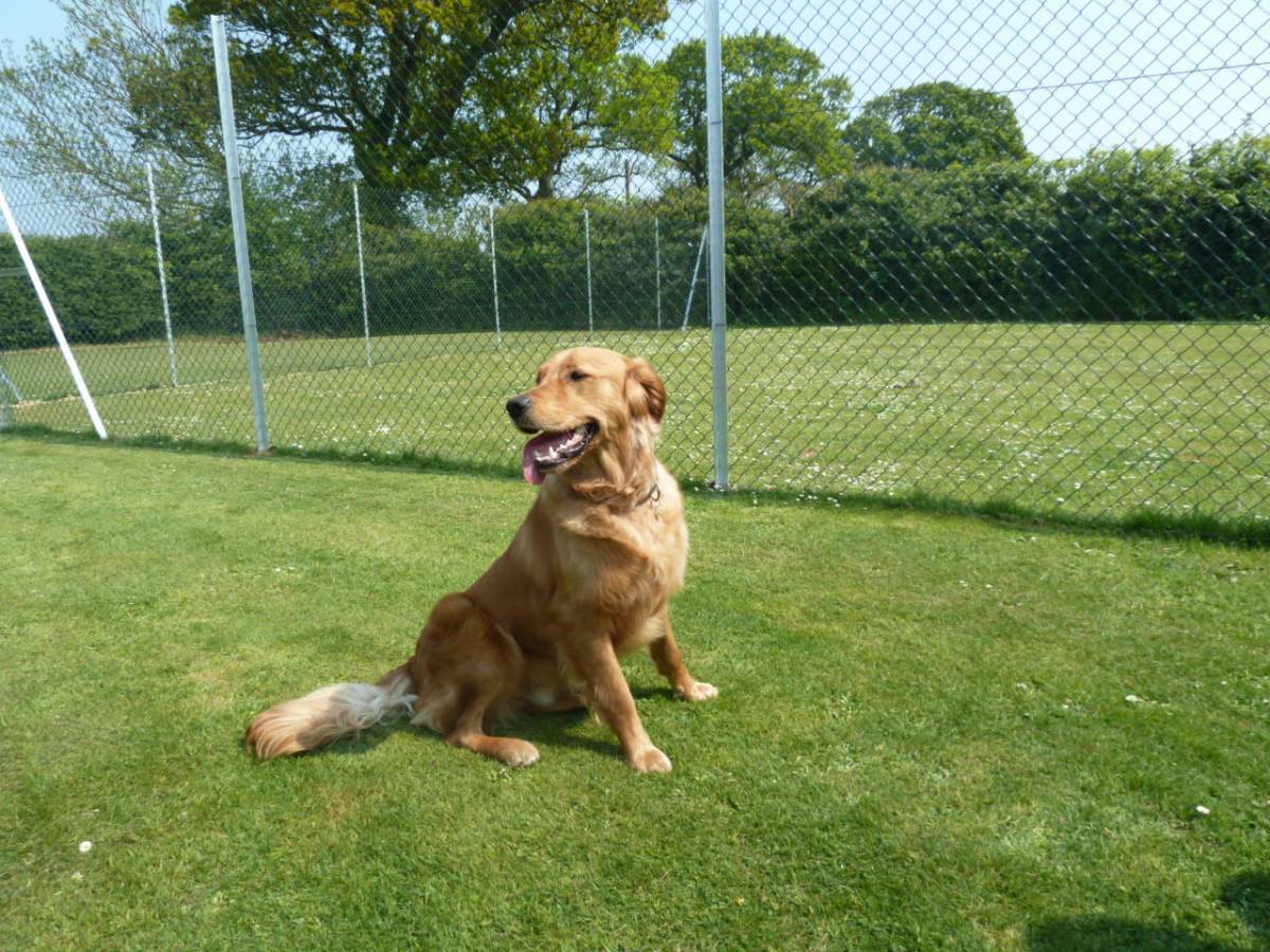 Dog Boarding Kennels Norwich Dog Boarding Kennels Norwich
