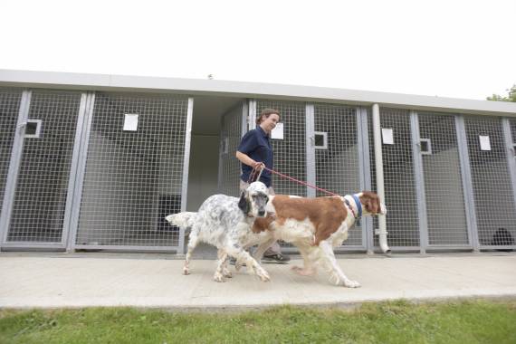 boarding kennels fees