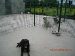 Exercise & Play in Boarding Kennels