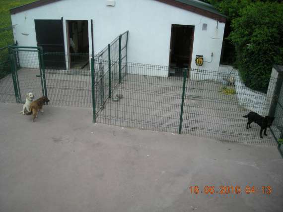 dog kennels services