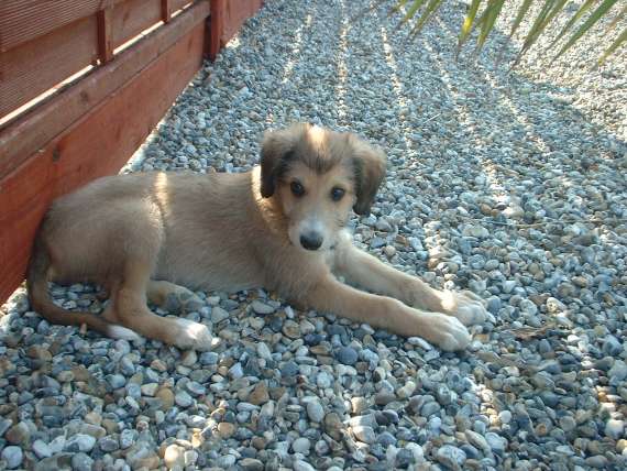 Rosedale Boarding Kennels in Kent