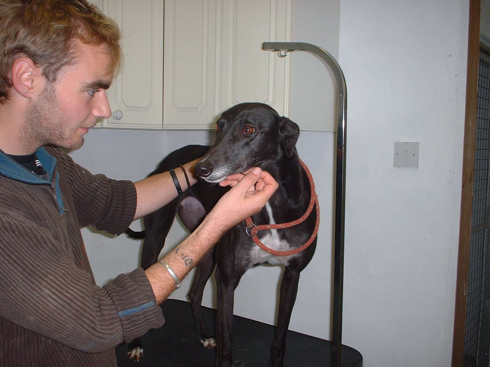 Boarding kennels for greyhounds near me deals