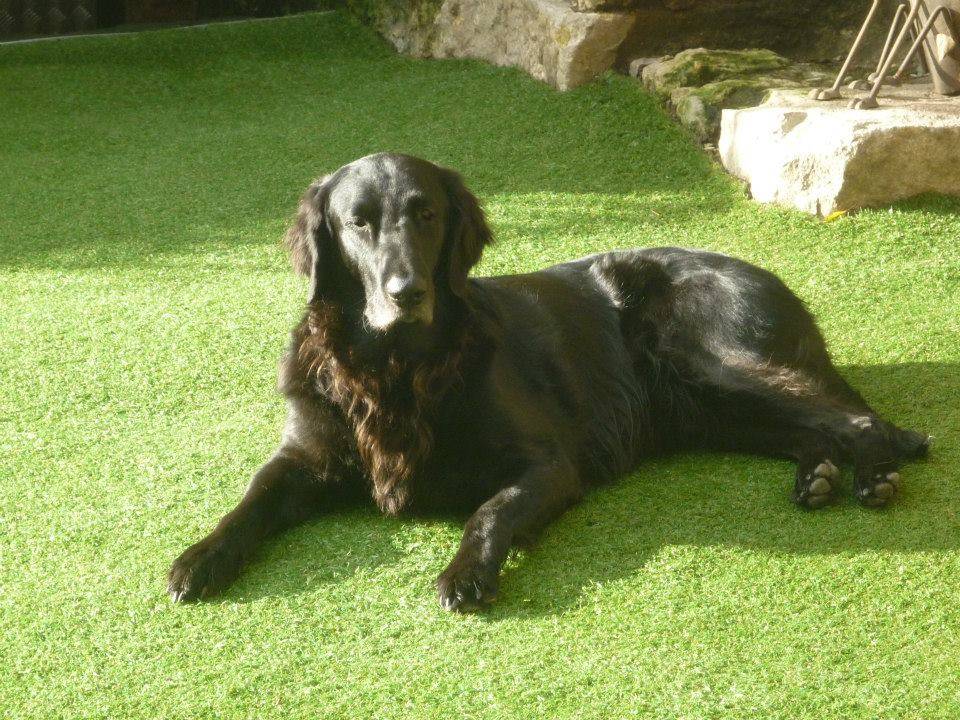 Home Boarding For Dogs Derbyshire Home Boarding For Dogs Derbyshire