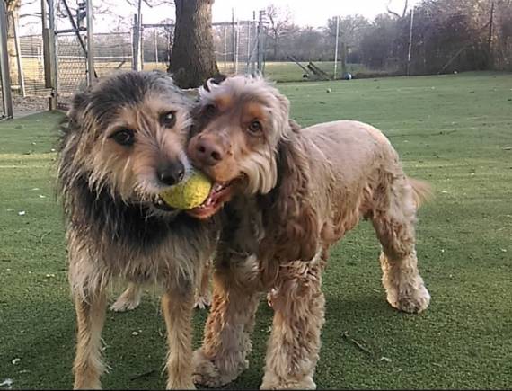 kennels exercise