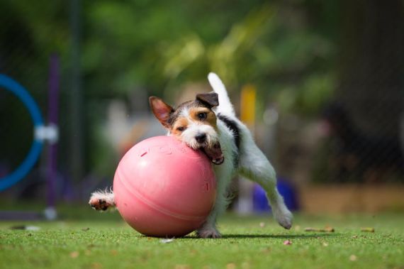 dog welfare in kennels