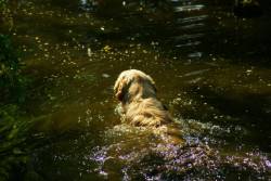 Click for a tour and more details... Crabbs Green Farm Boarding Kennels in Stocking Pelham Hertfordshire