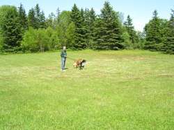 Dog Walks at the Boarding Kennels