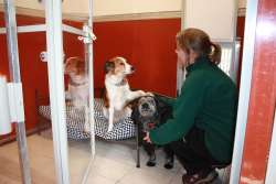 Click for a tour and more details... Woodland View Luxury Boarding Kennels and Doggie Daycare Boarding Kennels in Little Budworth, Winsford Cheshire