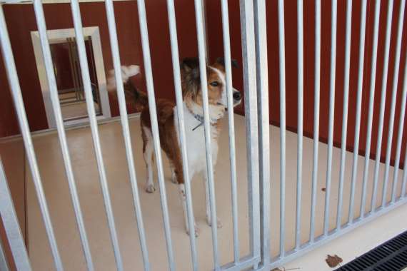 Dog Kennels Winsford Cheshire Dog Kennels Winsford Cheshire