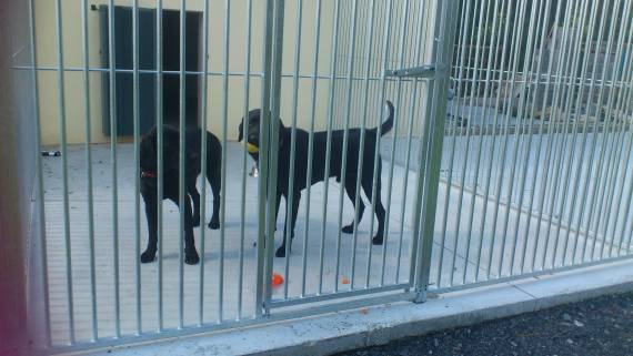 boarding kennels