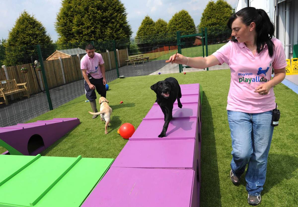 Welcome to Royvon Dog Training &amp; Hotel Merthyr Tydfil in 