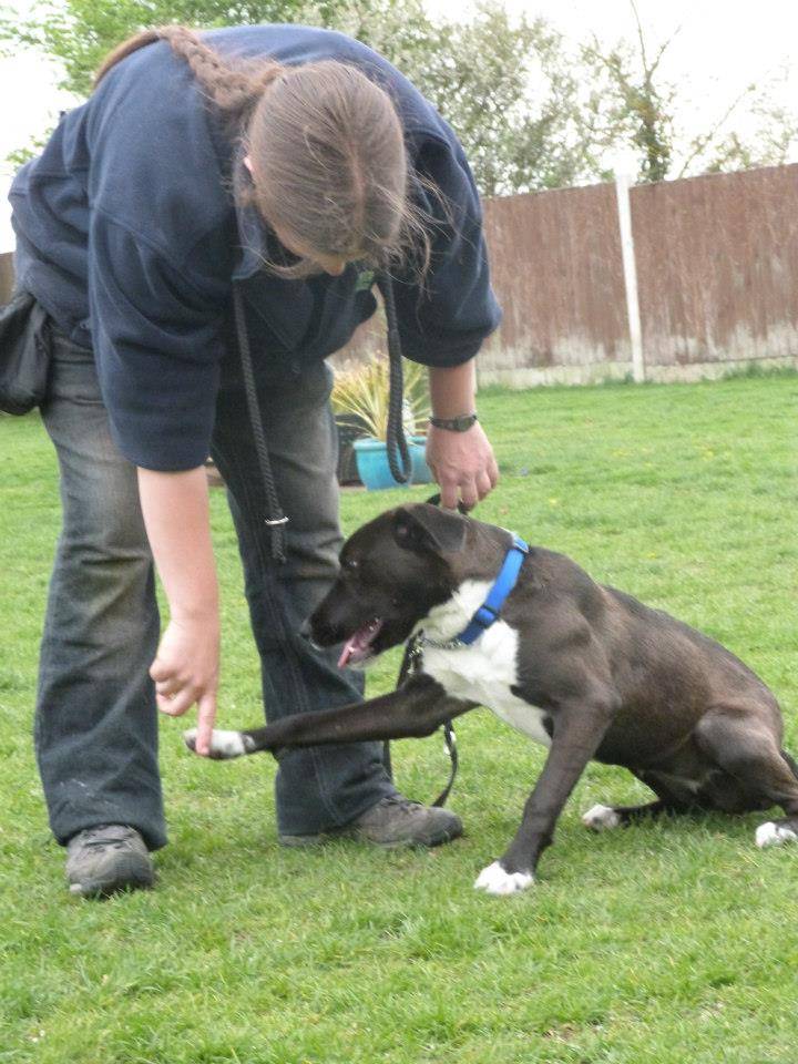 Dog Kennels In Coventry And Warwickshire Dog Kennels In Coventry And Warwickshire