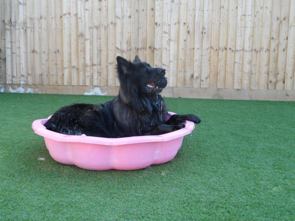 Dog Boarding Kennels Coventry Dog Boarding Kennels Coventry