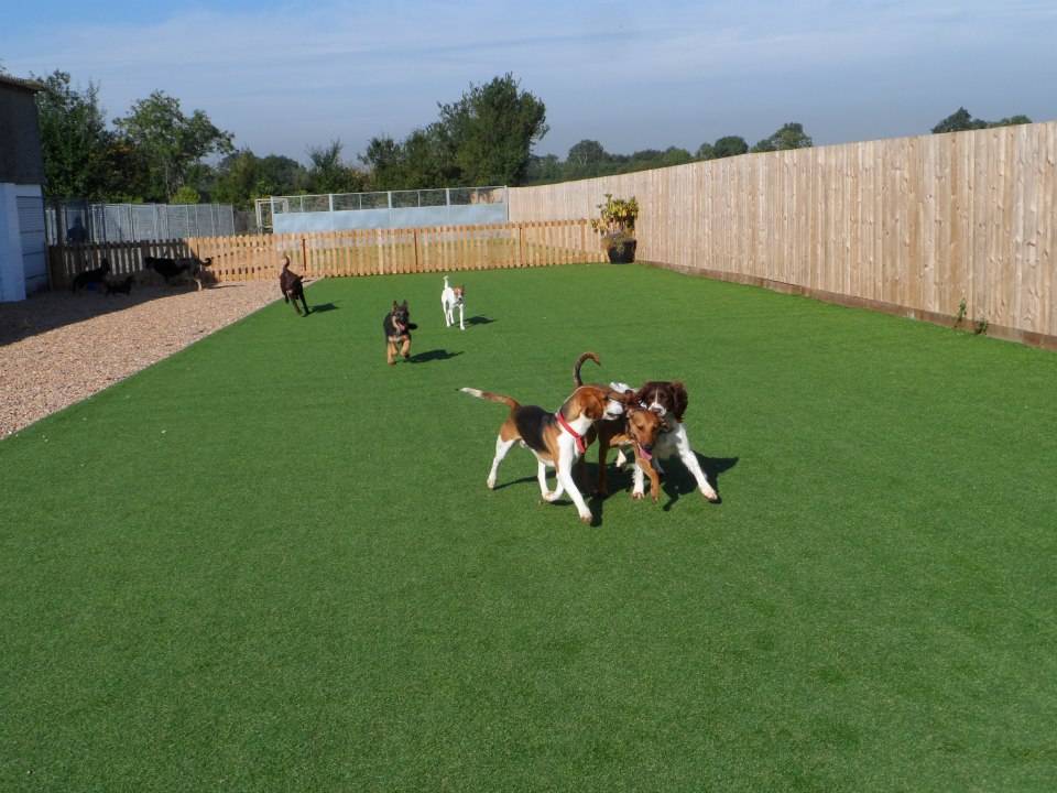 royvon dog kennels