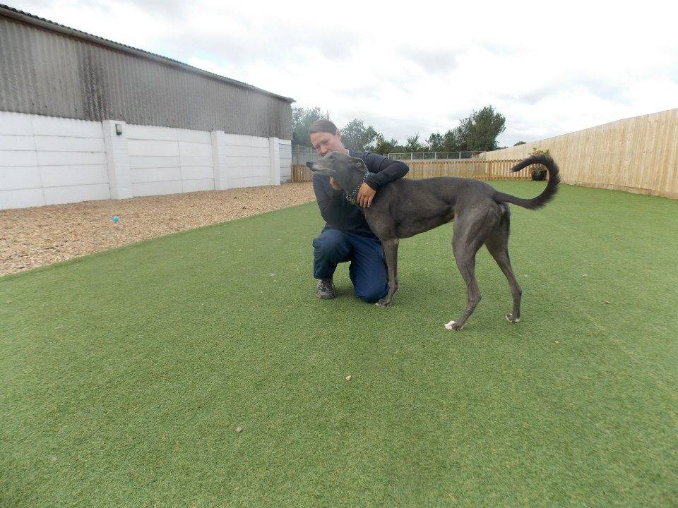 Dog Kennels In Coventry And Warwickshire Dog Kennels In Coventry And Warwickshire