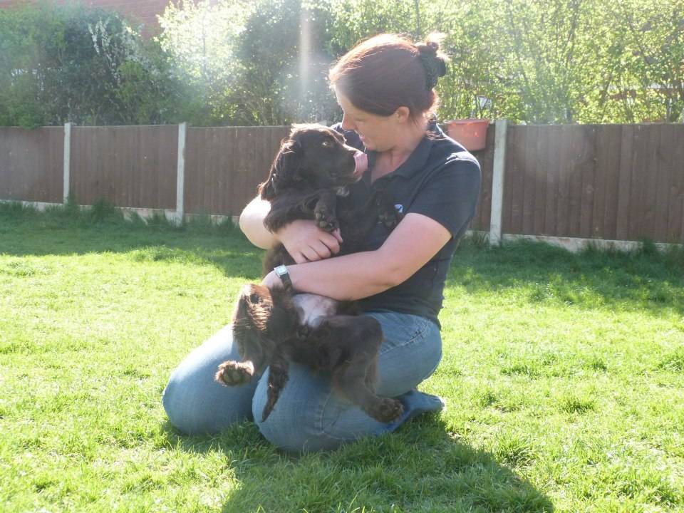 Dog Training For Aggression In Coventry Dog Training For Aggression In Coventry