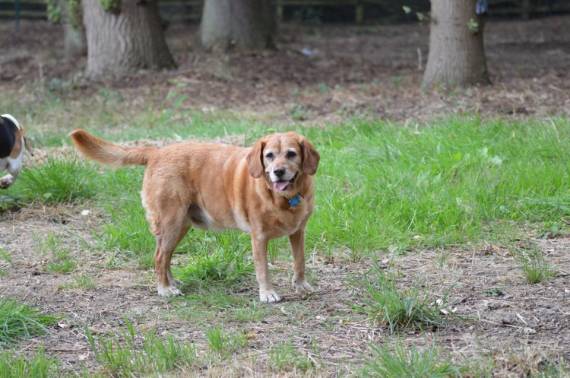 Chandlers Cross Dog Boarding Kennels Chandlers Cross Dog Boarding Kennels
